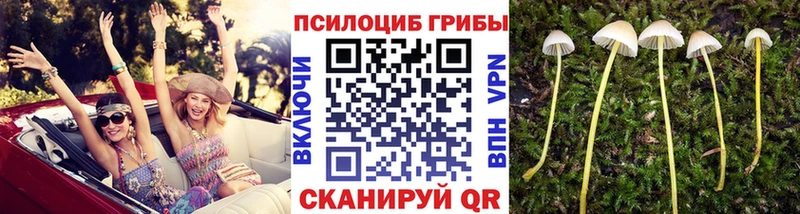 Псилоцибиновые грибы Psilocybe  Осинники 
